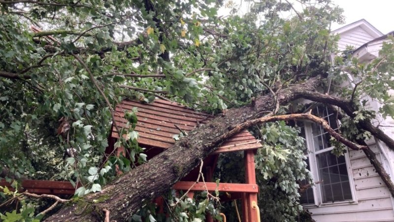 Trees Most Likely to Collapse (1)